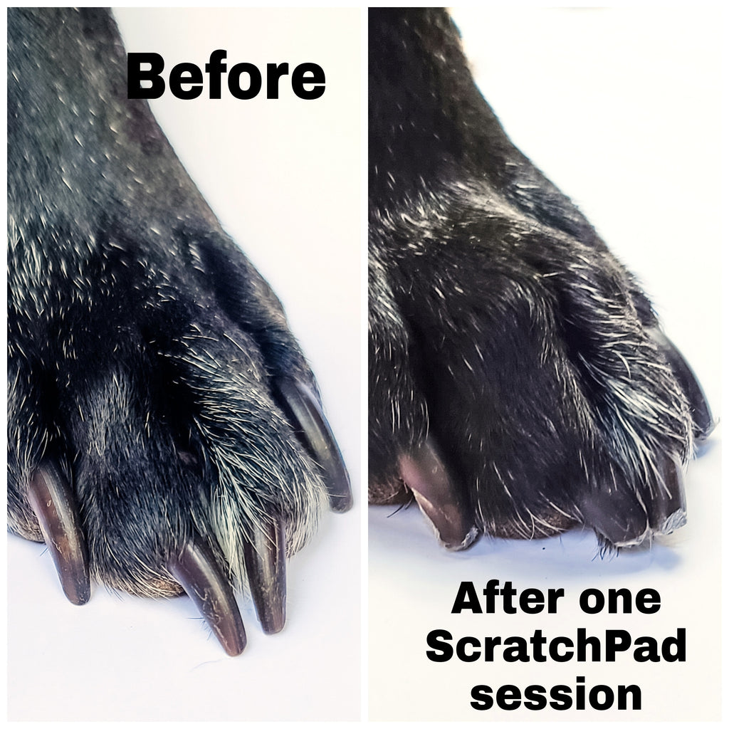 Pawsitive Vibes: Why Keeping Your Dog's Nails Short is Paw-sitively Imperative with ScratchPad for Dogs®!