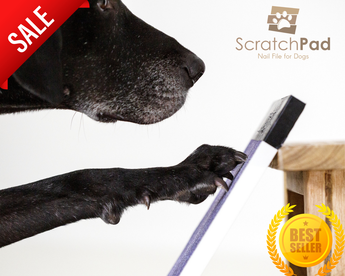 Scratch Pad Dog Nail Trim Toy - Great Gear And Gifts For Dogs at