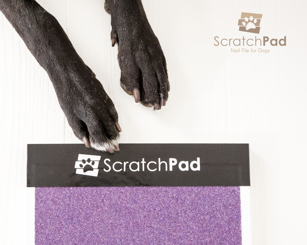 Starter Pack - ScratchPad for Dogs®-ScratchPad for Dogs